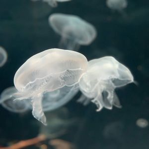 Meet your Posher, Madelynn